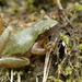 Sumichrast's Tree Frog - Photo (c) Anneke Jonker, some rights reserved (CC BY-NC), uploaded by Anneke Jonker