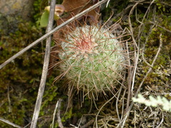 Mammillaria rekoi