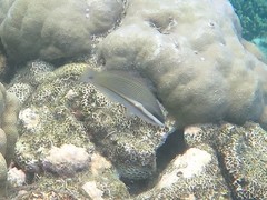 Blue-Ribbon Wrasse photo 3