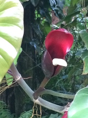 Philodendron erubescens
