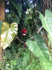Philodendron erubescens