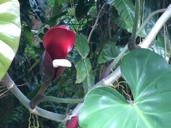Philodendron erubescens
