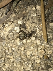 Teleogryllus derelictus