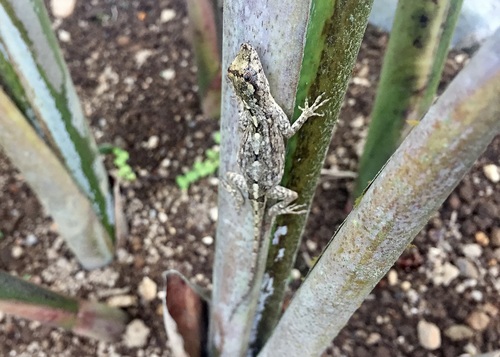 Bark Anole, Anolis ortonii