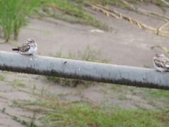Chordeiles rupestris