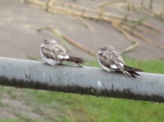 Chordeiles rupestris