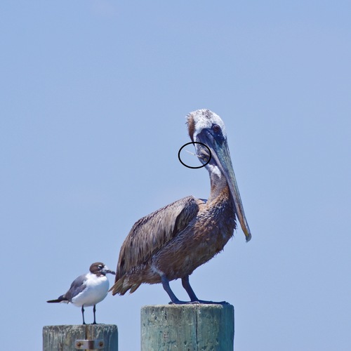 Brown Pelican photographed in Texas
