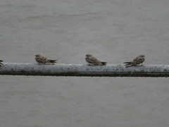 Chordeiles rupestris