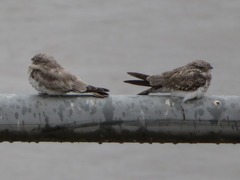 Chordeiles rupestris