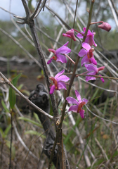 Phalaenopsis pulcherrima, photograph (c) Oleg Kosterin, some rights reserved (CC BY)