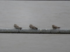 Chordeiles rupestris