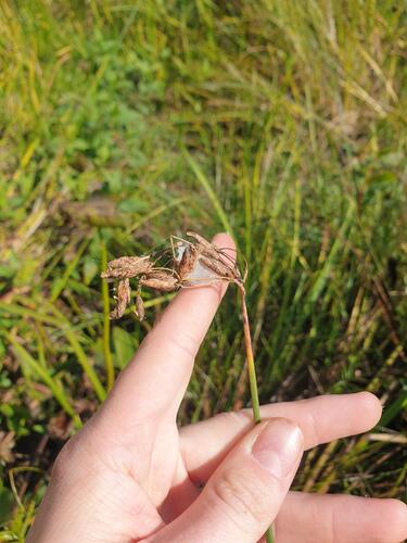 slender bulrush (Schoenoplectus heterochaetus)