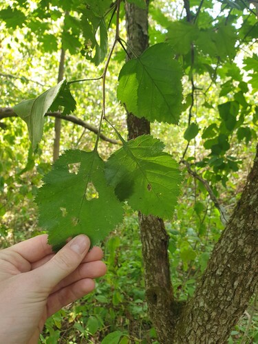 Quebec Hawthorn (Crataegus submollis)