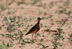 Cursorius temminckii