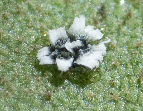 Crown Whitefly photo 3