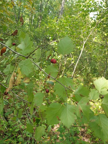 Big-fruit Hawthorn (Crataegus macrosperma)