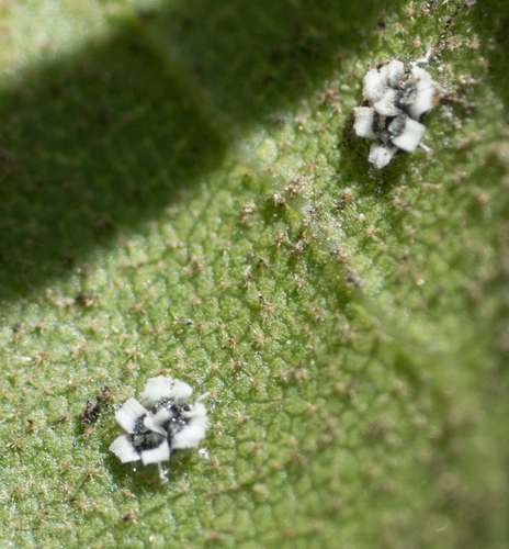 Crown Whitefly photo 6