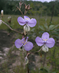 Murdannia macrocarpa