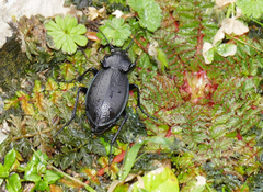 Carabus rossii