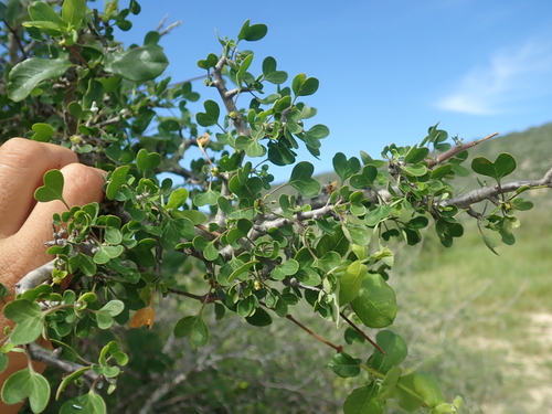 Euphorbia agatheae