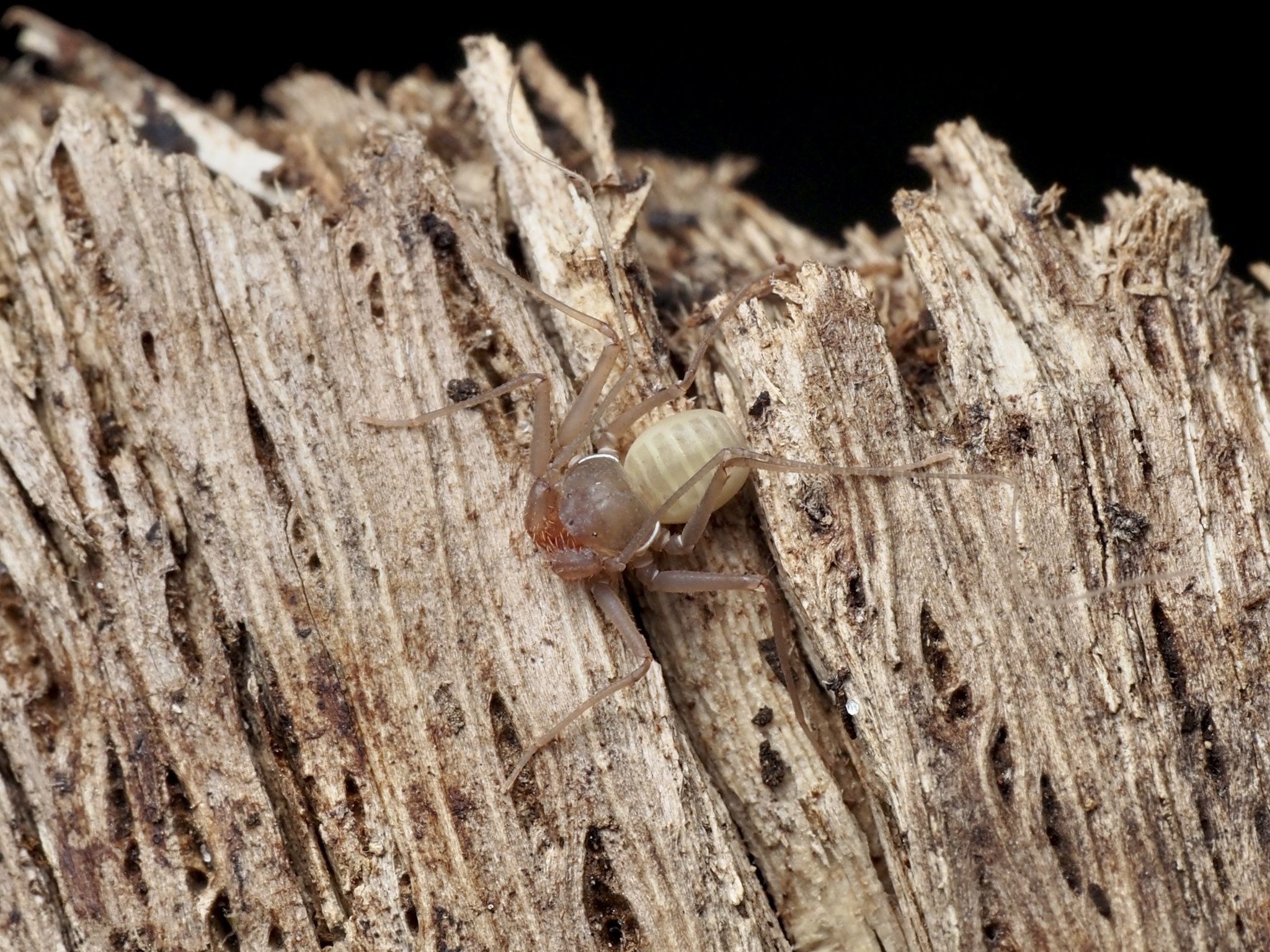 Charinus acosta (Quintero, 1983)