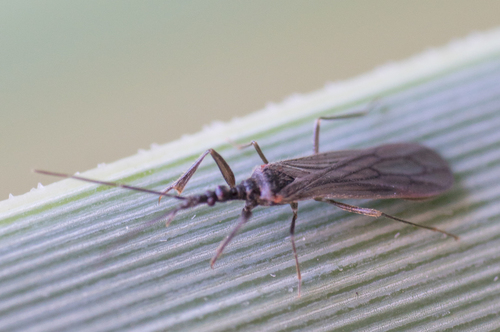 Enicocephalidae