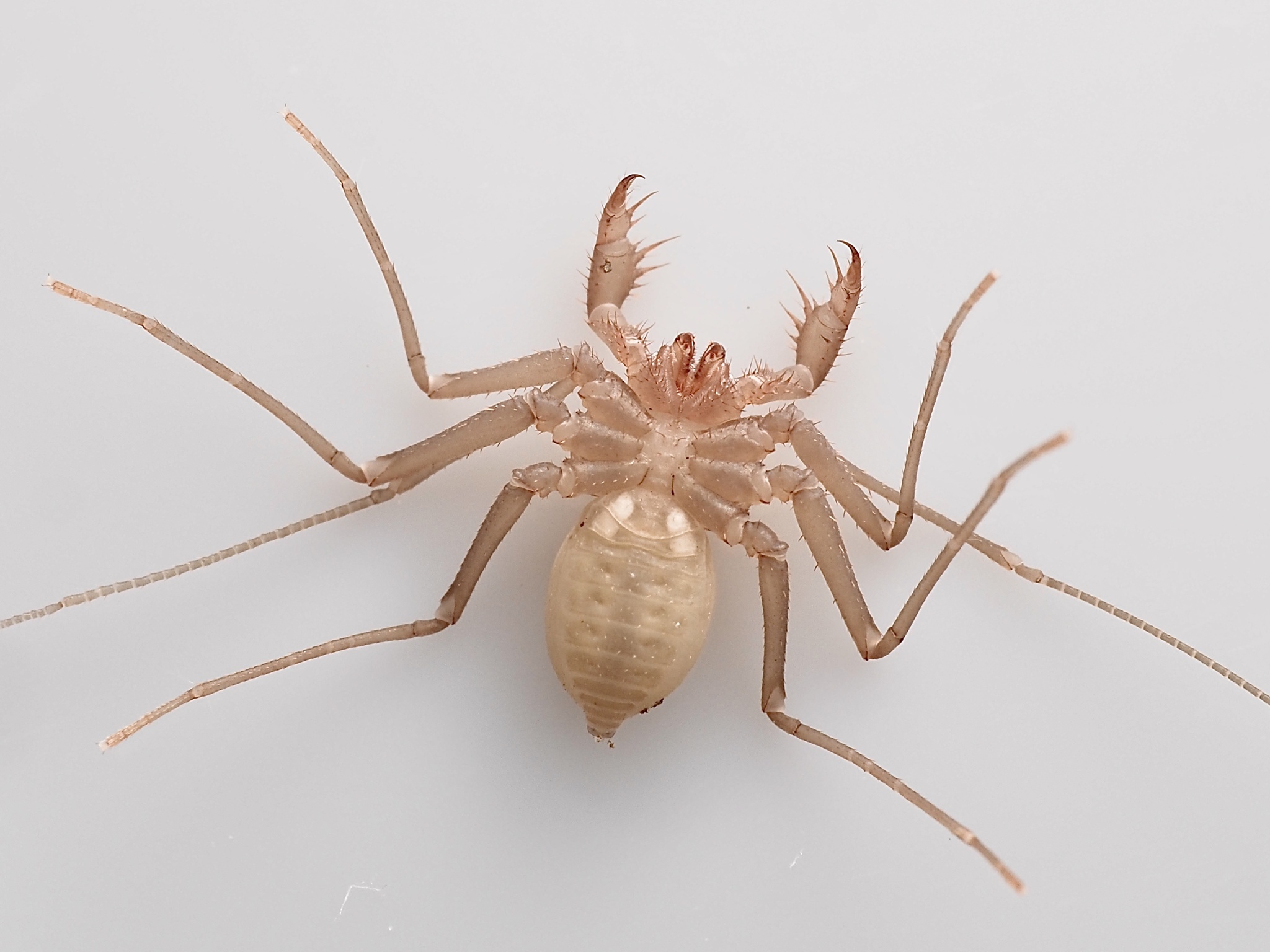 Charinus acosta (Quintero, 1983)