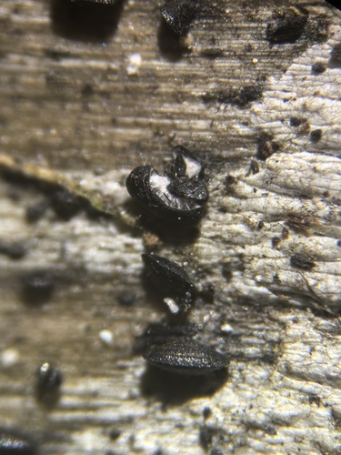 Lophium, 2025-12-28
