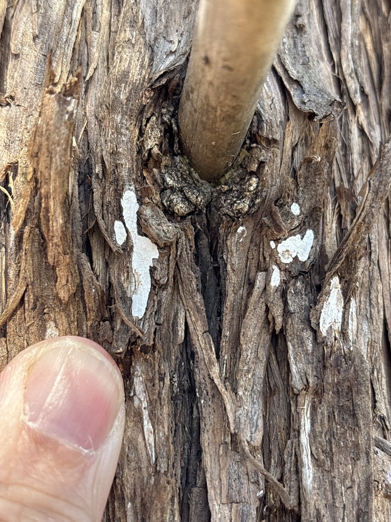 Dendrothele nivosa · December 2025 · photo: © sambiology (iNaturalist, cc-by)