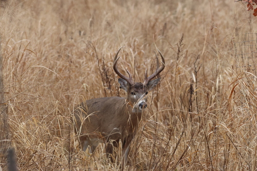 White-tailed Deer