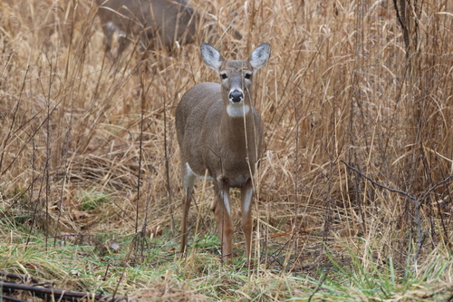 White-tailed Deer