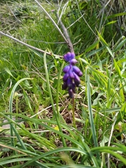 Muscari inconstrictum