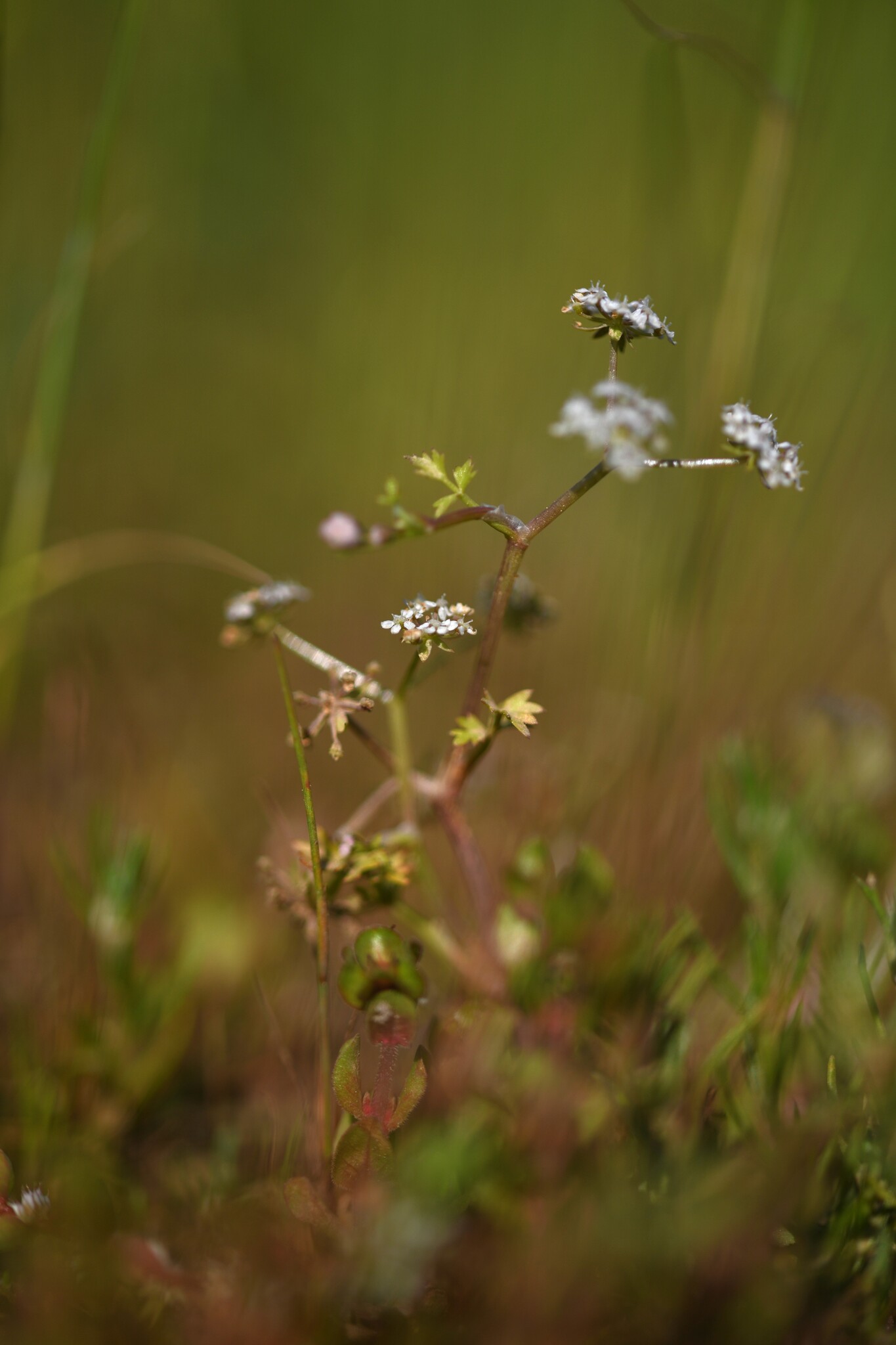 Helosciadium crassipes