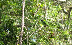 Psilopogon javensis