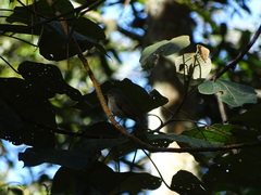 Ficedula westermanni