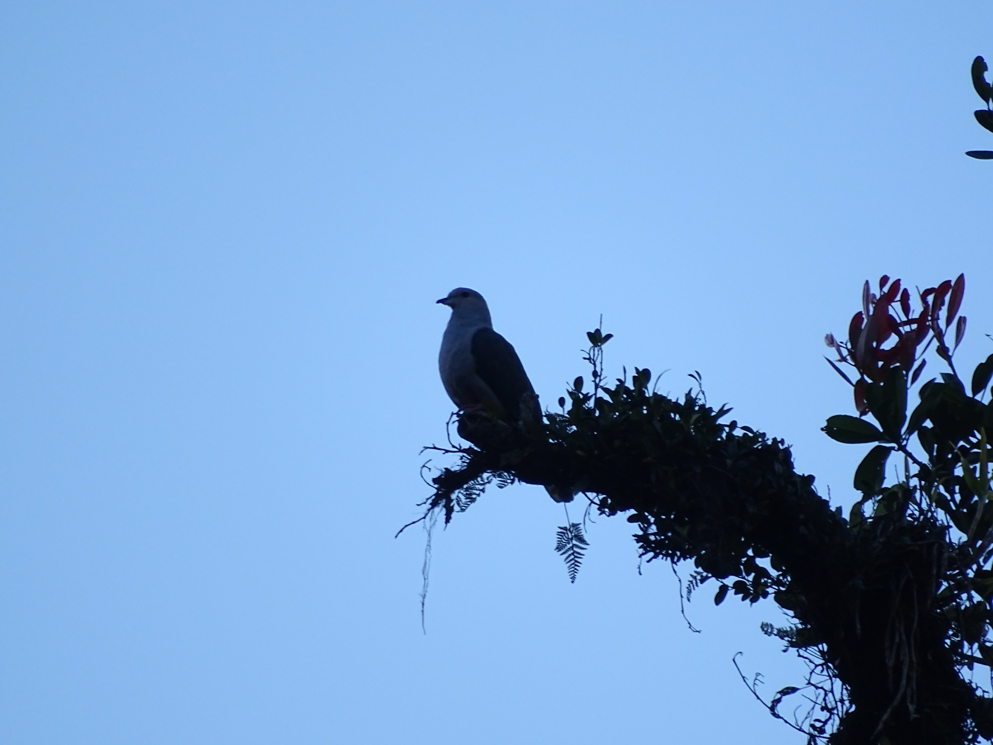 Dark-backed Imperial Pigeon (Ducula lacernulata), photo 2