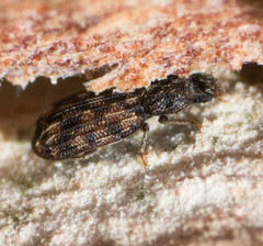 Synchita lecontei
