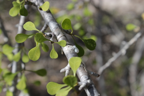 Euphorbia agatheae