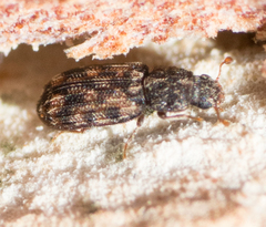 Synchita lecontei