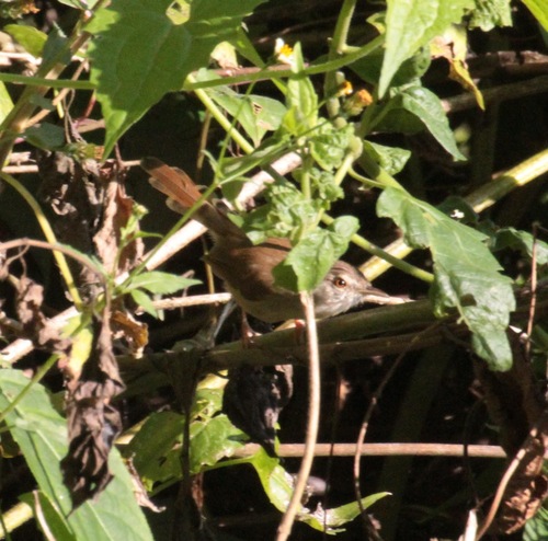 Rufescent Prinia (Prinia rufescens), photo 3
