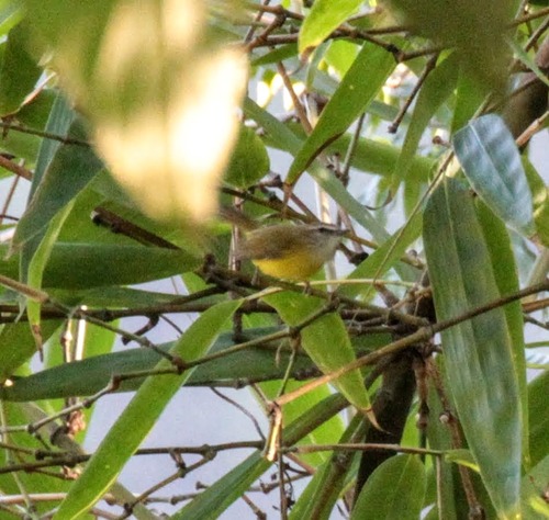 Yellow-bellied Warbler (Abroscopus superciliaris), photo 3