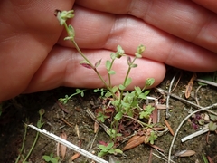 Melampsora hypericorum