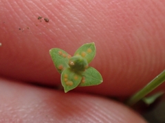 Melampsora hypericorum