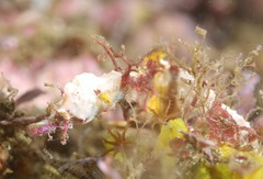 Idiotropiscis lumnitzeri