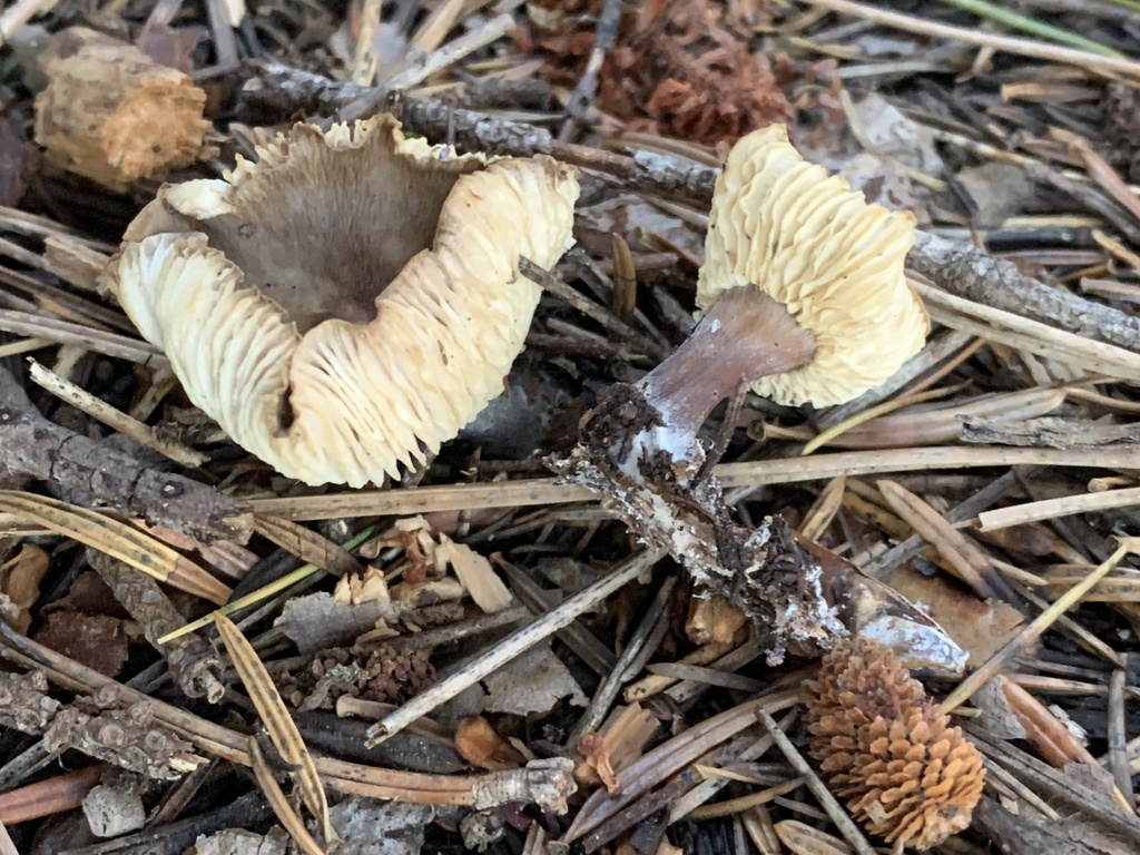 Rhodocollybia asema · December 2025 · photo: © manuela9012 (iNaturalist, cc-by)