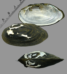 Nodularia breviconcha