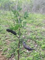 Vachellia farnesiana image