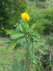 Vachellia farnesiana image