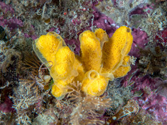 Axinella verrucosa