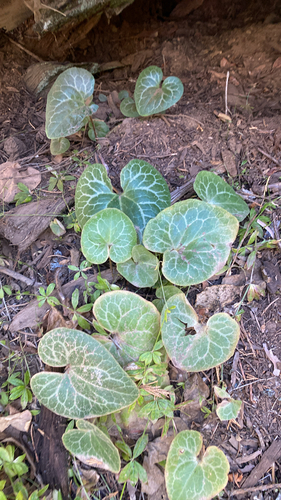 Hartweg's wild ginger (Asarum hartwegii)